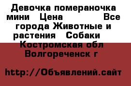 Девочка помераночка мини › Цена ­ 50 000 - Все города Животные и растения » Собаки   . Костромская обл.,Волгореченск г.
